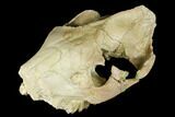 Fossil Oreodont (Merycoidodon) Skull - Wyoming #174373-6